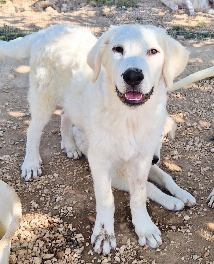 BALOO,IN CANILE,ADOTTABILEIN TUTTA ITALIA! - media 5