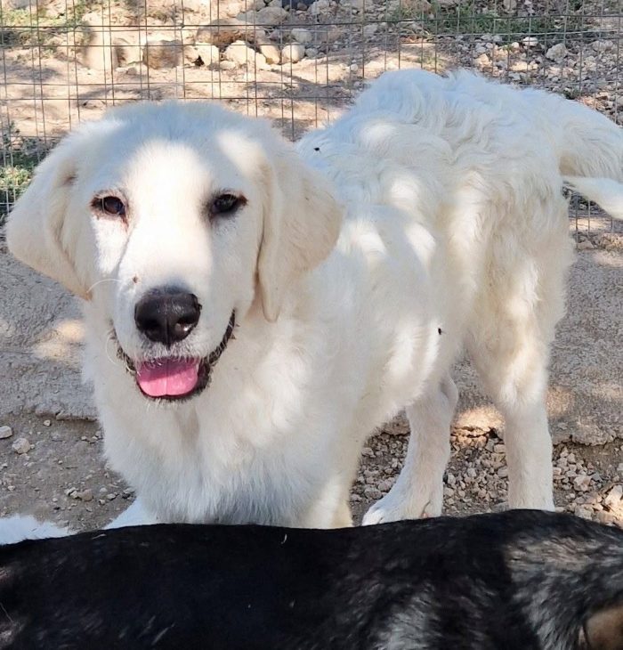 BALOO,IN CANILE,ADOTTABILEIN TUTTA ITALIA! - media 8