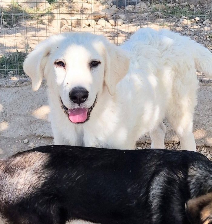 BALOO,IN CANILE,ADOTTABILEIN TUTTA ITALIA! - media 10