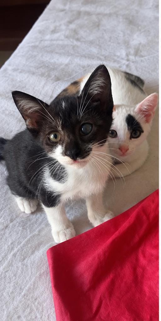 Ringo Gattino