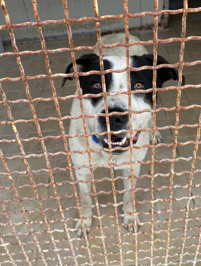 Jack mix molossino 1anno mollato cucciolo in spiaggia..lo han portato in canile..fine libertà!! SOS NAPOLI