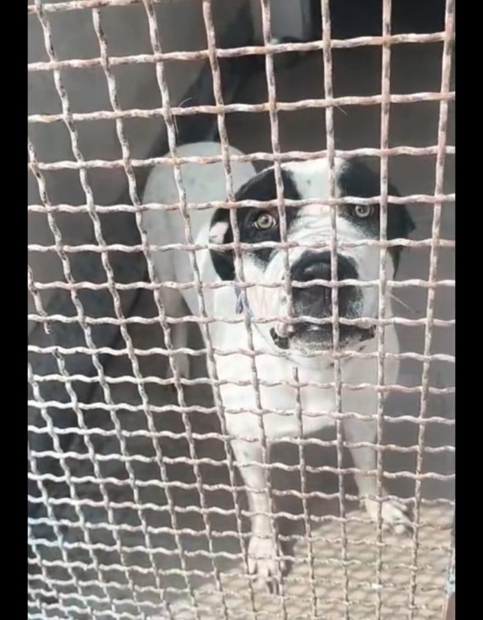 Jack mix molossino 1anno mollato cucciolo in spiaggia..lo han portato in canile..fine libertà!! SOS NAPOLI