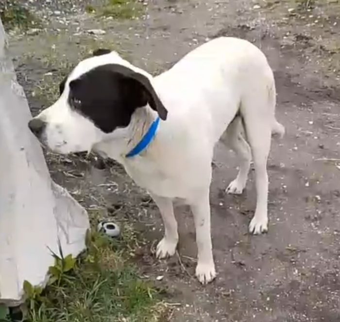 Jack mix molossino 1anno mollato cucciolo in spiaggia..lo han portato in canile..fine libertà!! SOS NAPOLI - media 6