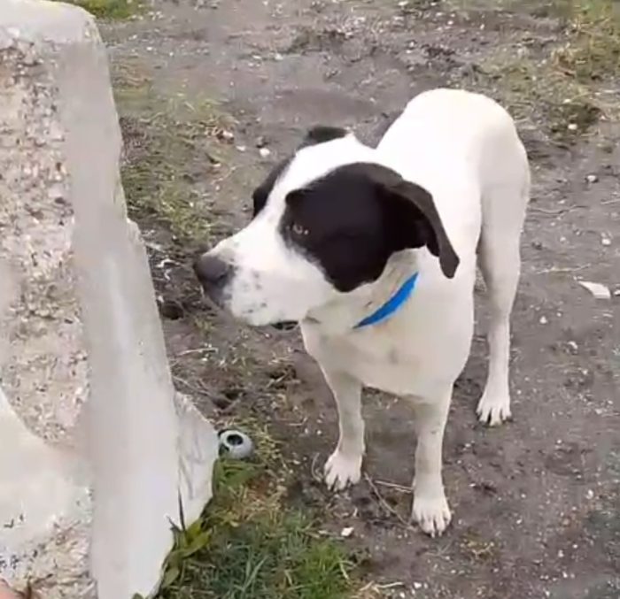 Jack mix molossino 1anno mollato cucciolo in spiaggia..lo han portato in canile..fine libertà!! SOS NAPOLI - media 5