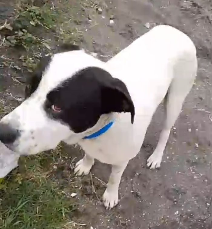 Jack mix molossino 1anno mollato cucciolo in spiaggia..lo han portato in canile..fine libertà!! SOS NAPOLI - media 7