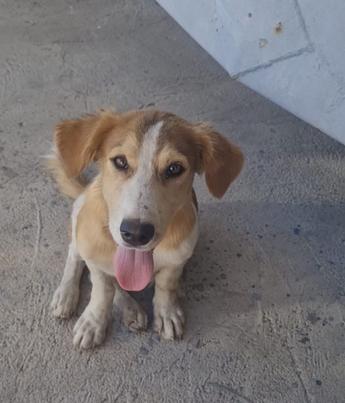 Poldo splendido dolce cucciolo cerca casa