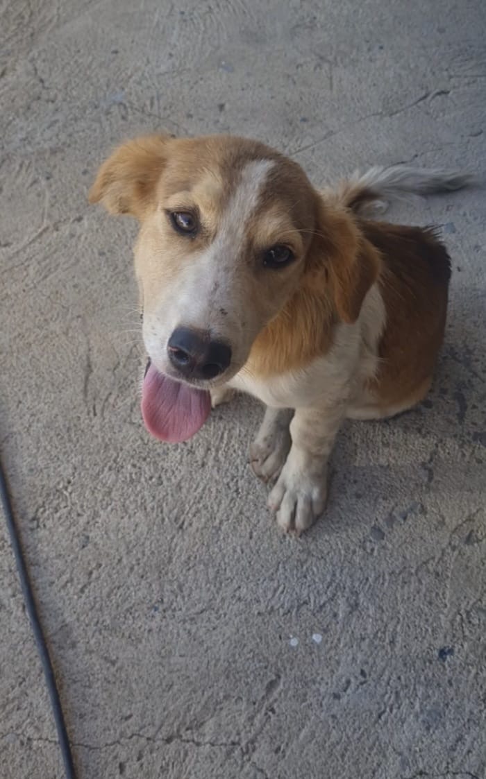 Poldo splendido dolce cucciolo cerca casa