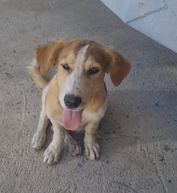 Poldo splendido dolce cucciolo cerca casa