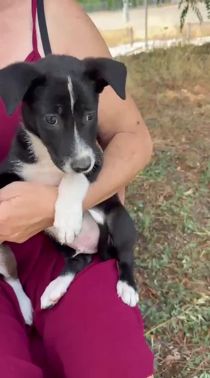 Ermes splendido dolce cucciolo cerca casa - media 5
