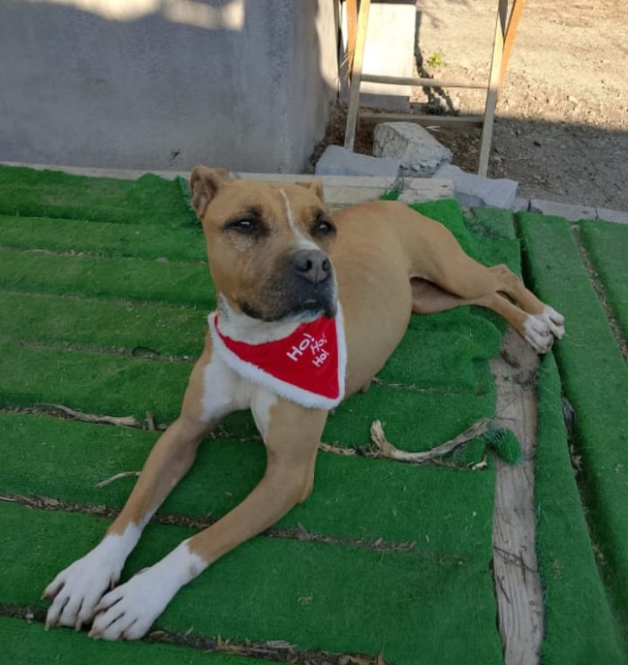 Scilla Pitbull 9anni,buonissimo carattere..salito in stallo in Emilia