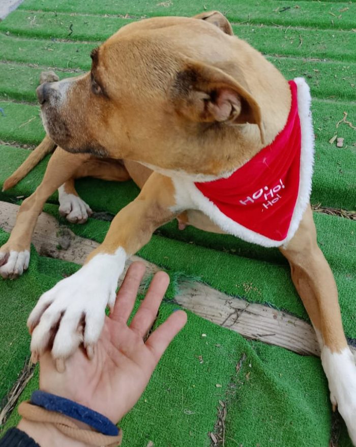Scilla Pitbull 9anni,buonissimo carattere..salito in stallo in Emilia