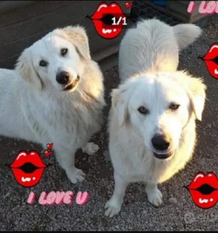 Hansel e Gretel 4anni mix Maremmani aspettano da sempre.NAPOLI