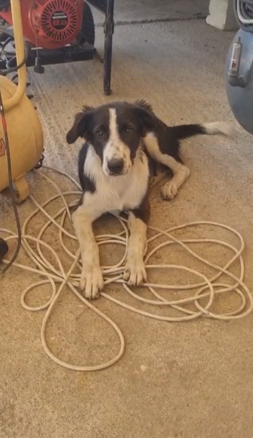 Black splendido dolce cucciolo simil Border collie