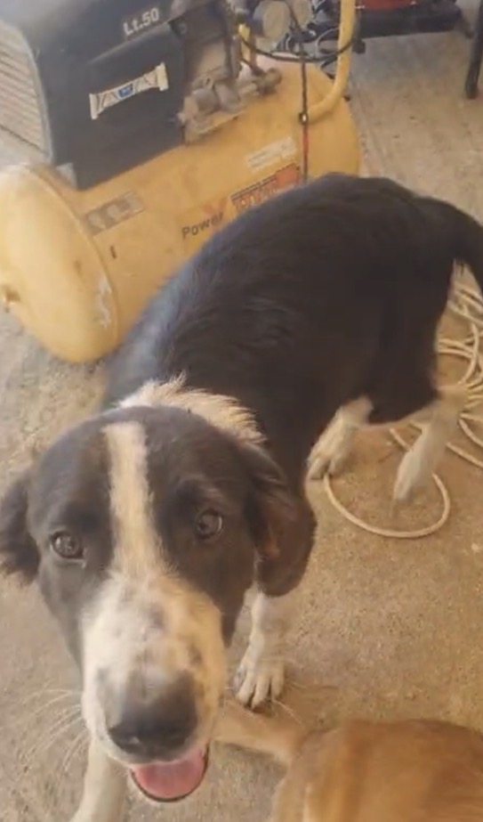 Black splendido dolce cucciolo simil Border collie