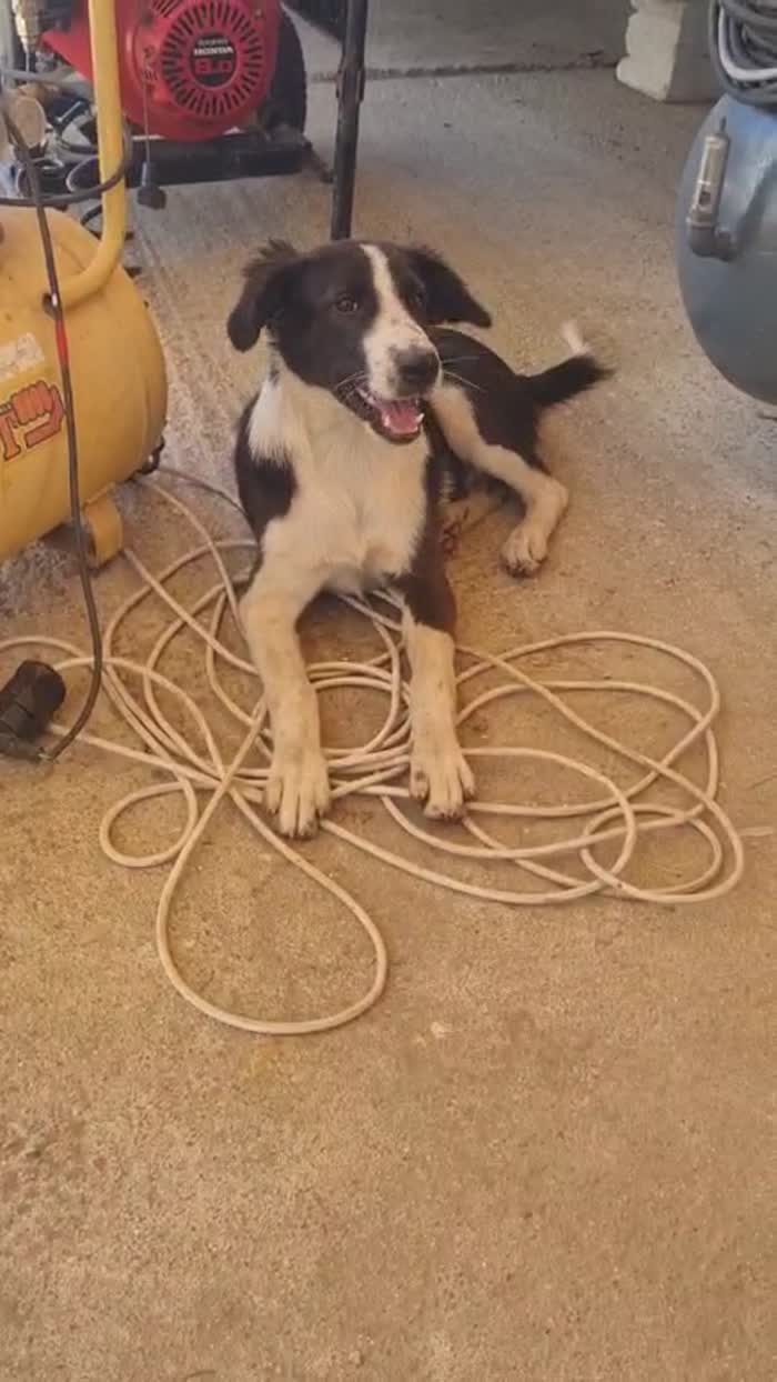 Black splendido dolce cucciolo simil Border collie - media 7