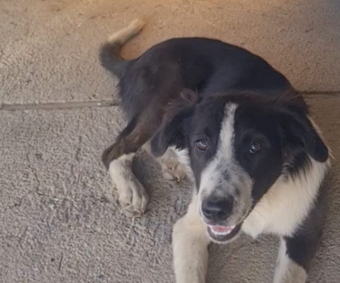 Black splendido dolce cucciolo simil Border collie - media 6