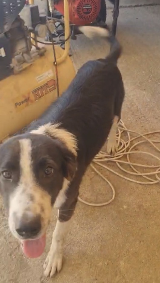 Black splendido dolce cucciolo simil Border collie