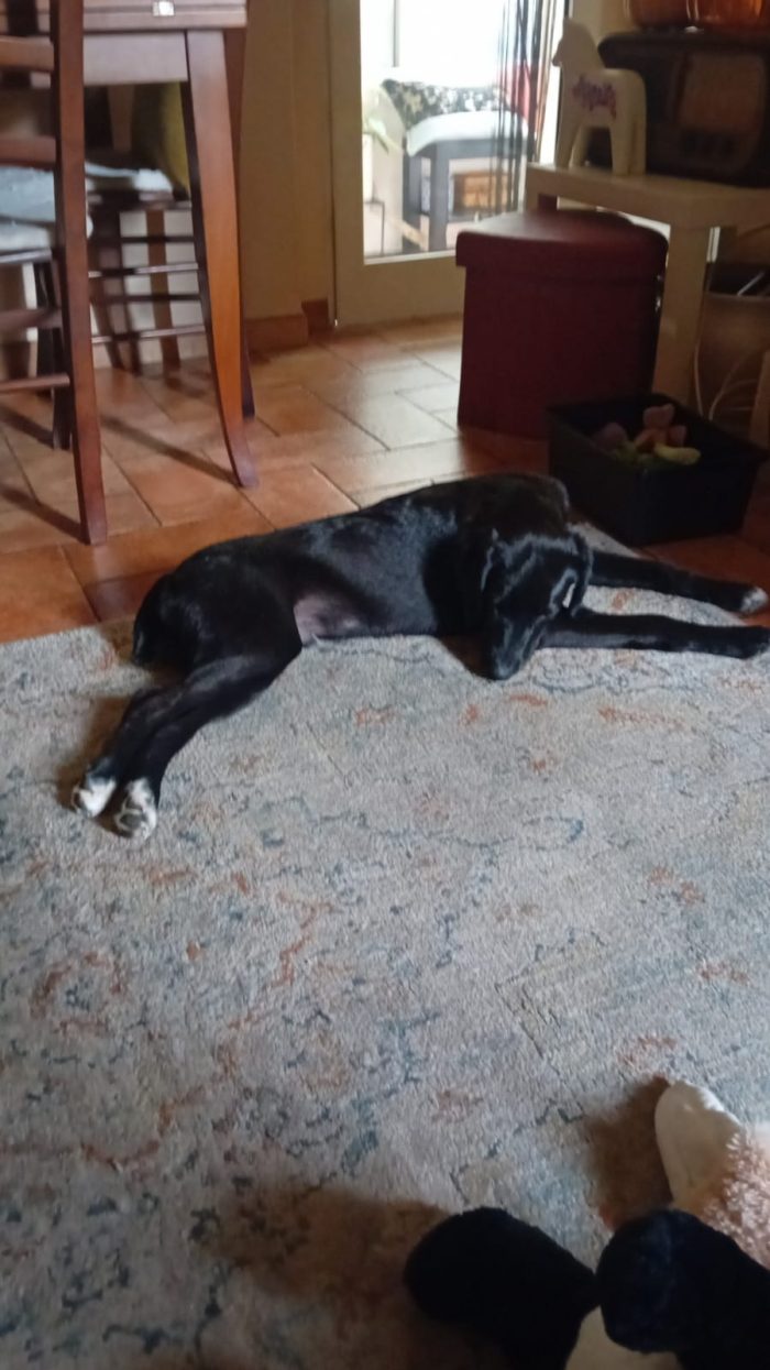 Spike dolce cucciolo mix Segugio cerca casa