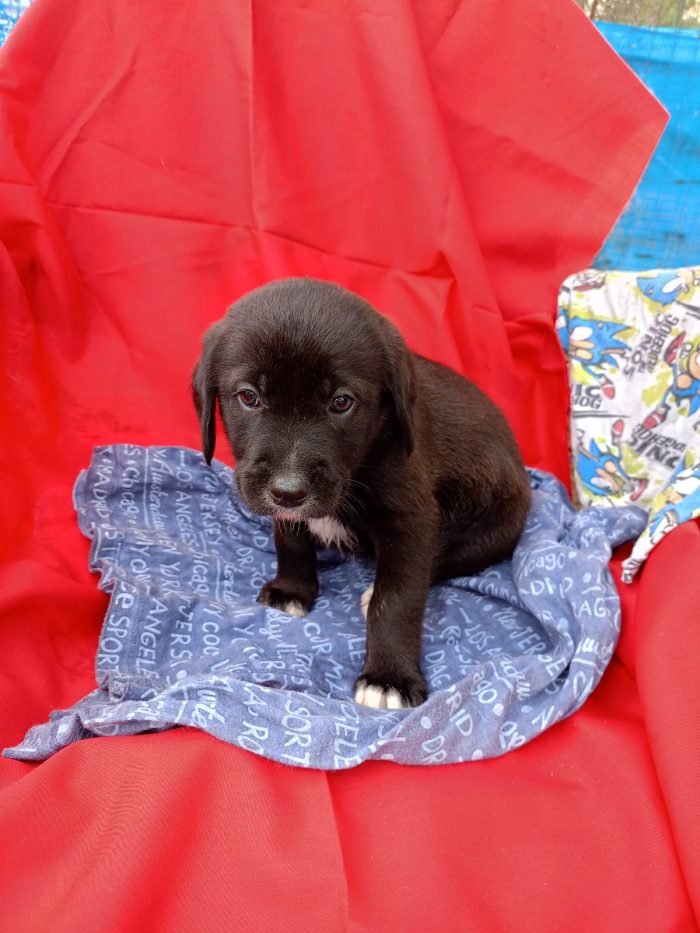Spike dolce cucciolo mix Segugio cerca casa - media 6