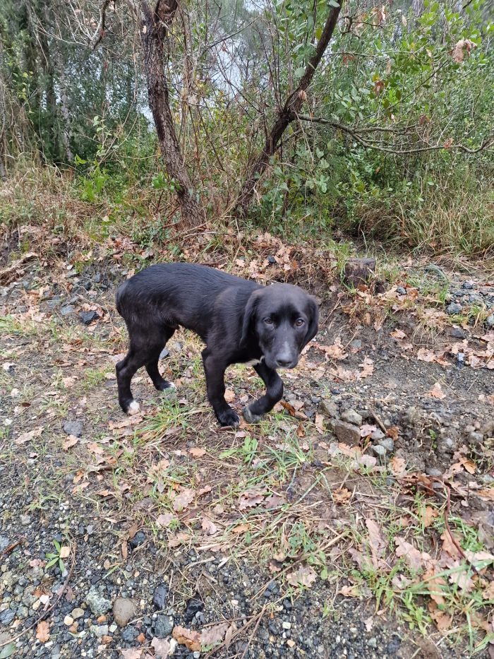 Spike dolce cucciolo mix Segugio cerca casa - media 9