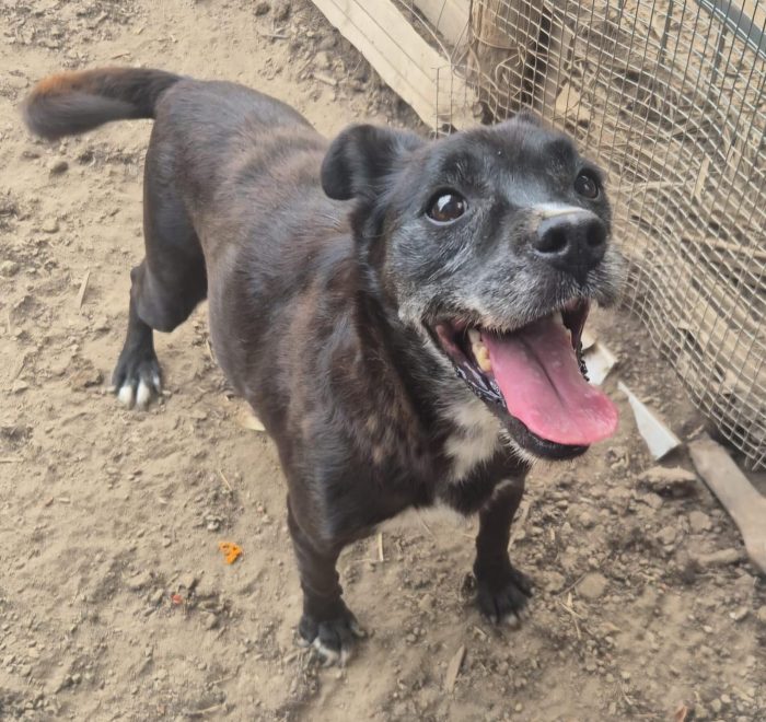 Chloe splendida cagnolina anziana cerca casa