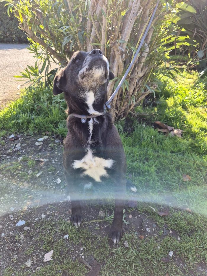 Chloe splendida cagnolina anziana cerca casa - media 5