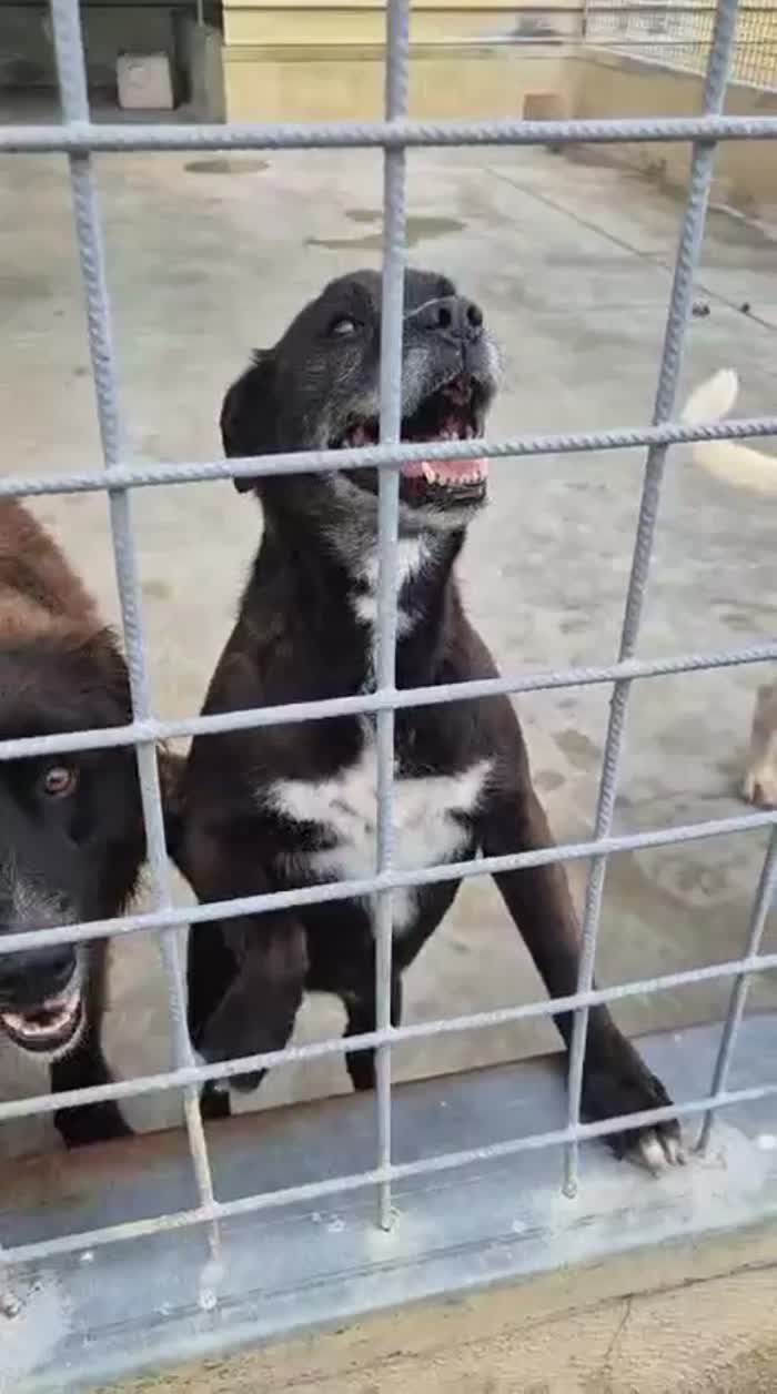 Chloe splendida cagnolina anziana cerca casa - media 6