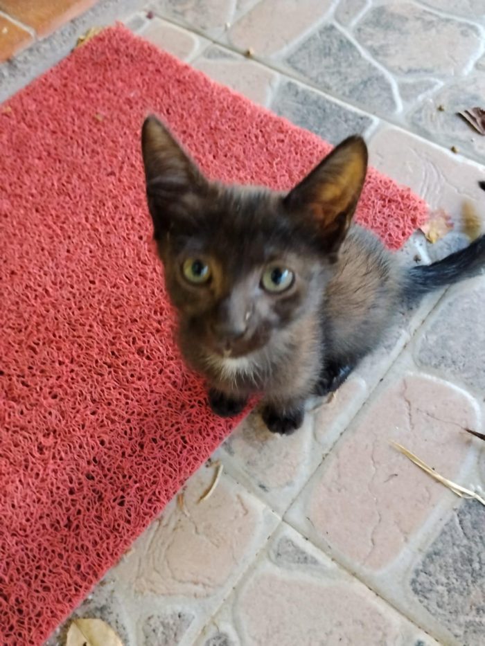 Gattini