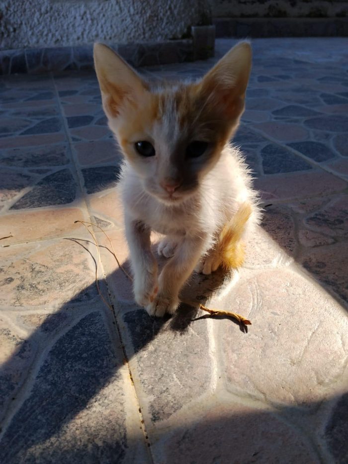 Gattini