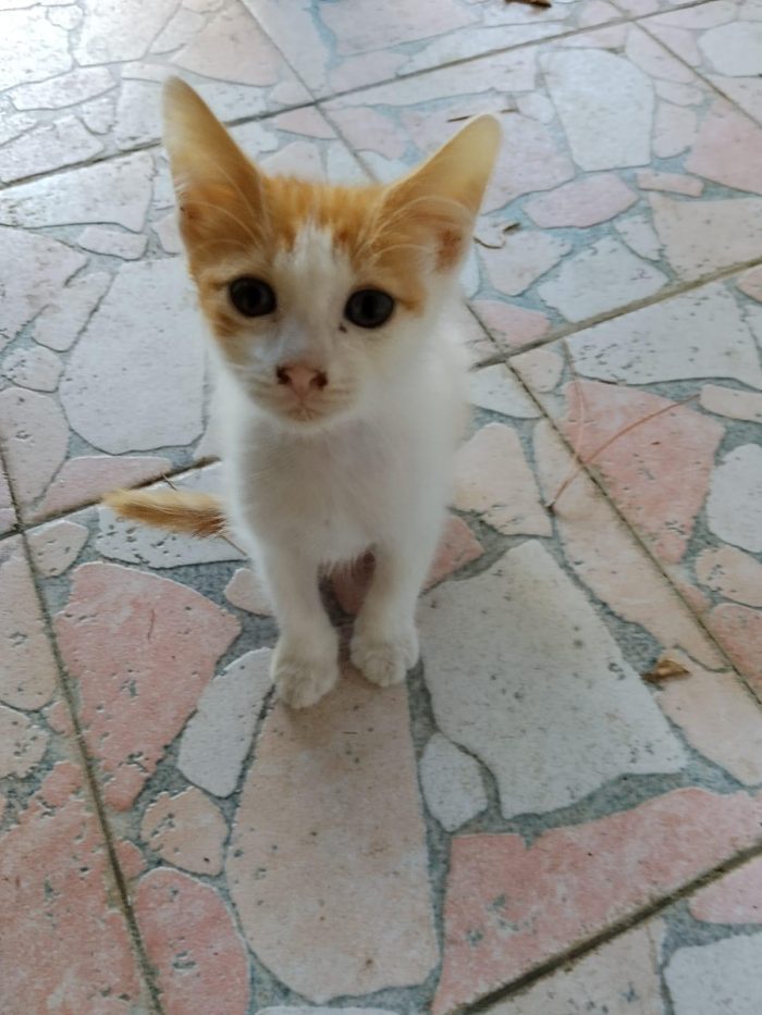 Gattini