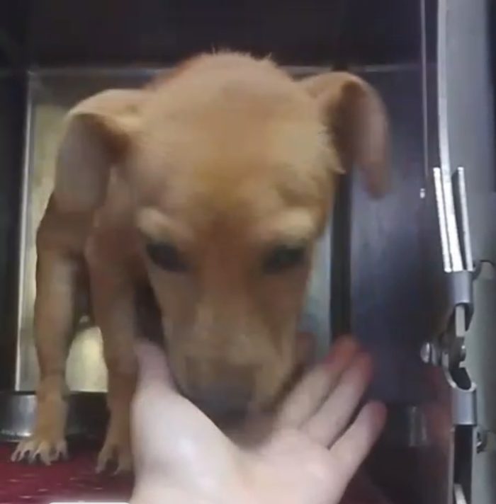 4mesi,tg piccola o medio piccola,salvato oltre 1mese fa..COSENZA