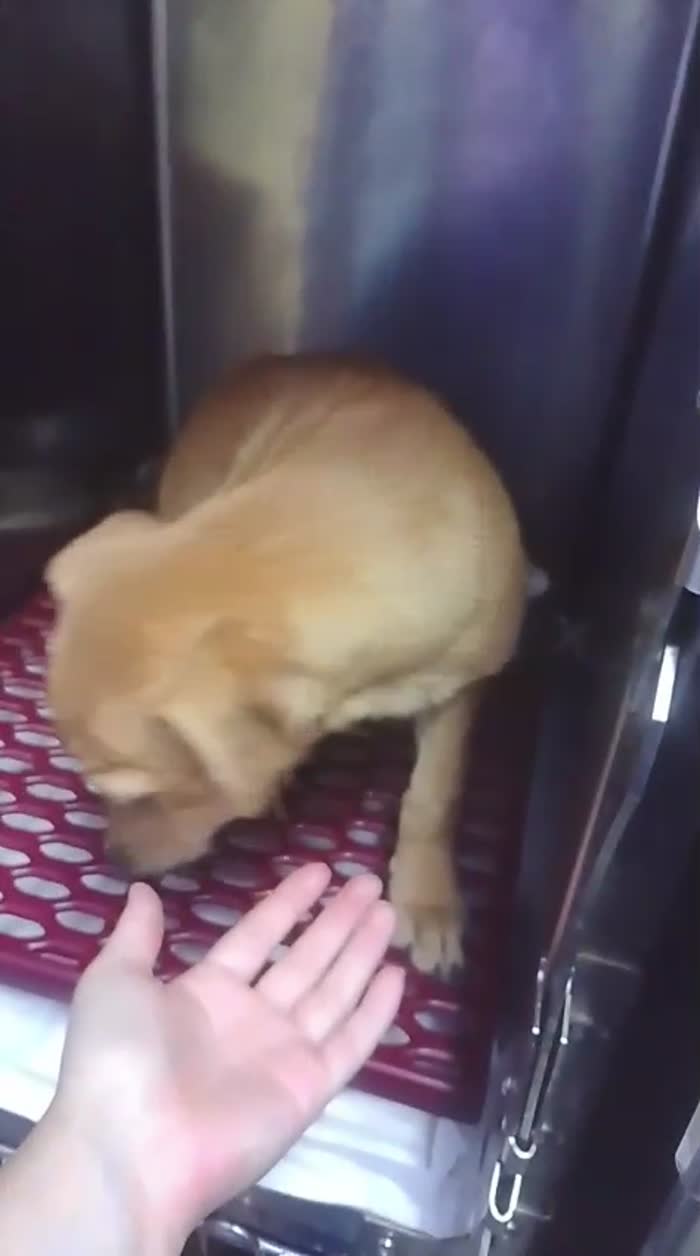 4mesi,tg piccola o medio piccola,salvato oltre 1mese fa..COSENZA