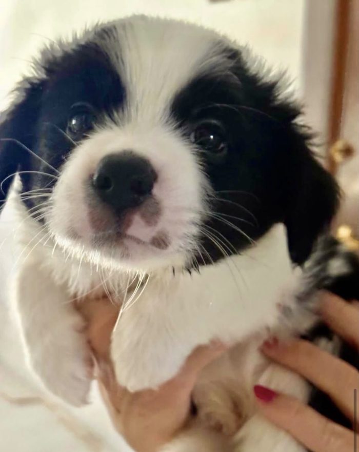 Rolly il pandino