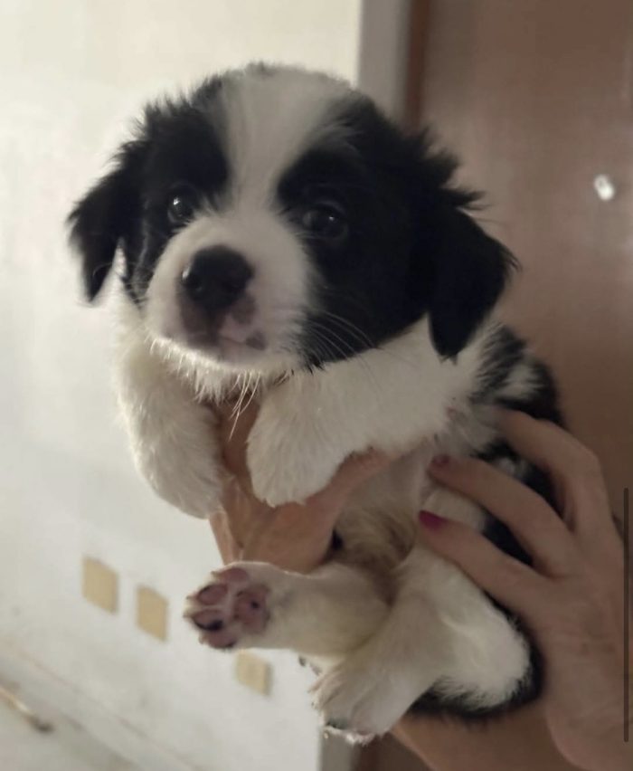 Rolly il pandino