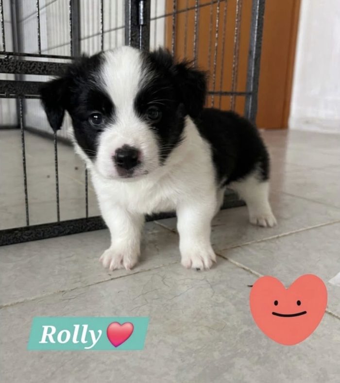 Rolly il pandino - media 4