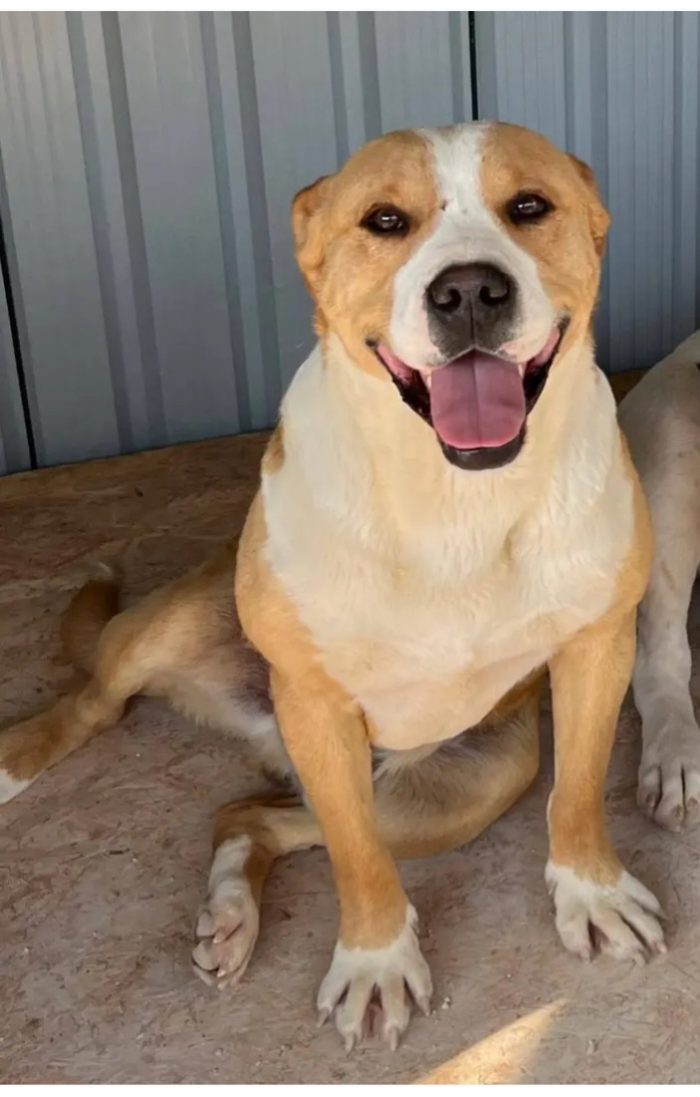 Tristan splendido Amstaff 5anni..anni di appelli.PUGLIA