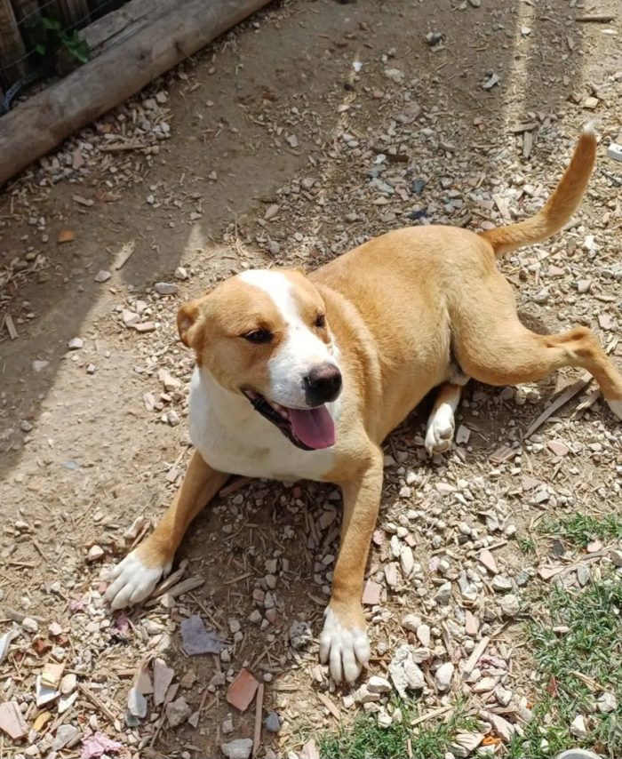 Tristan splendido Amstaff 5anni..anni di appelli.PUGLIA