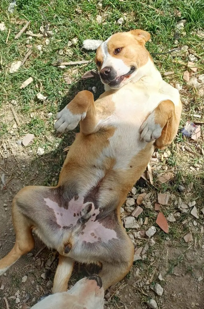 Tristan splendido Amstaff 5anni..anni di appelli.PUGLIA