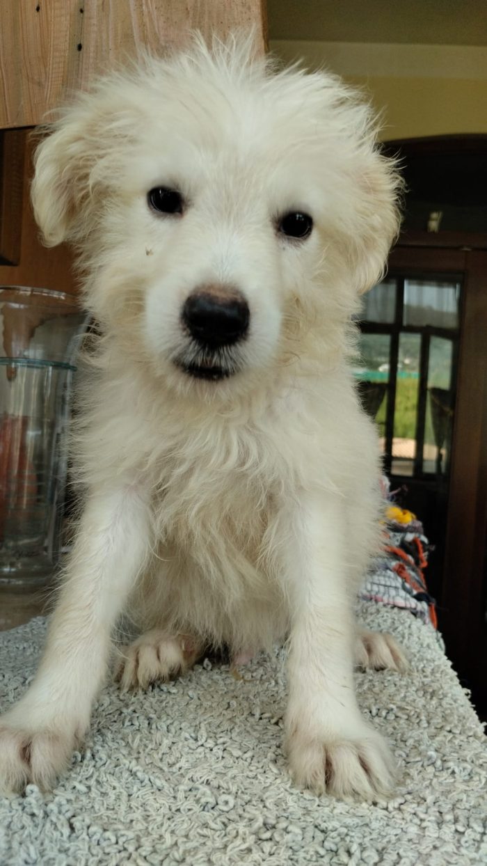 🩵CUCCIOLO ROMEO CERCA LA SUA FAMIGLIA 🏠