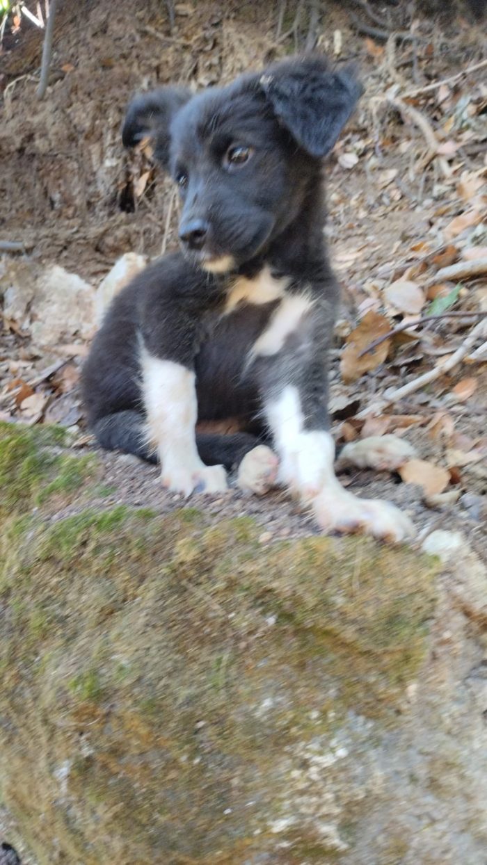 🌸CUCCIOLA LUMI CERCA LA SUA FAMIGLIA 🏠💕 - media 6