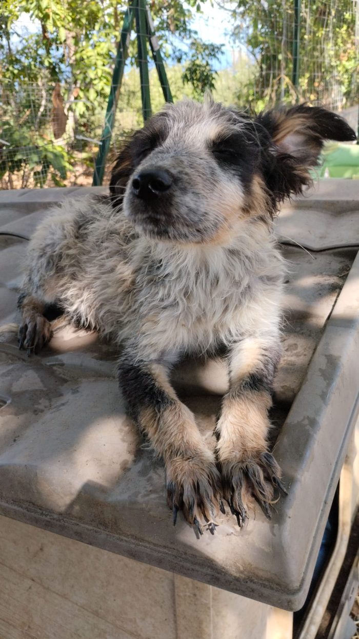 SPLENDIDO DOLCE CUCCIOLINO, CERCA CONDIVISIONI E ADOZIONE 🏠