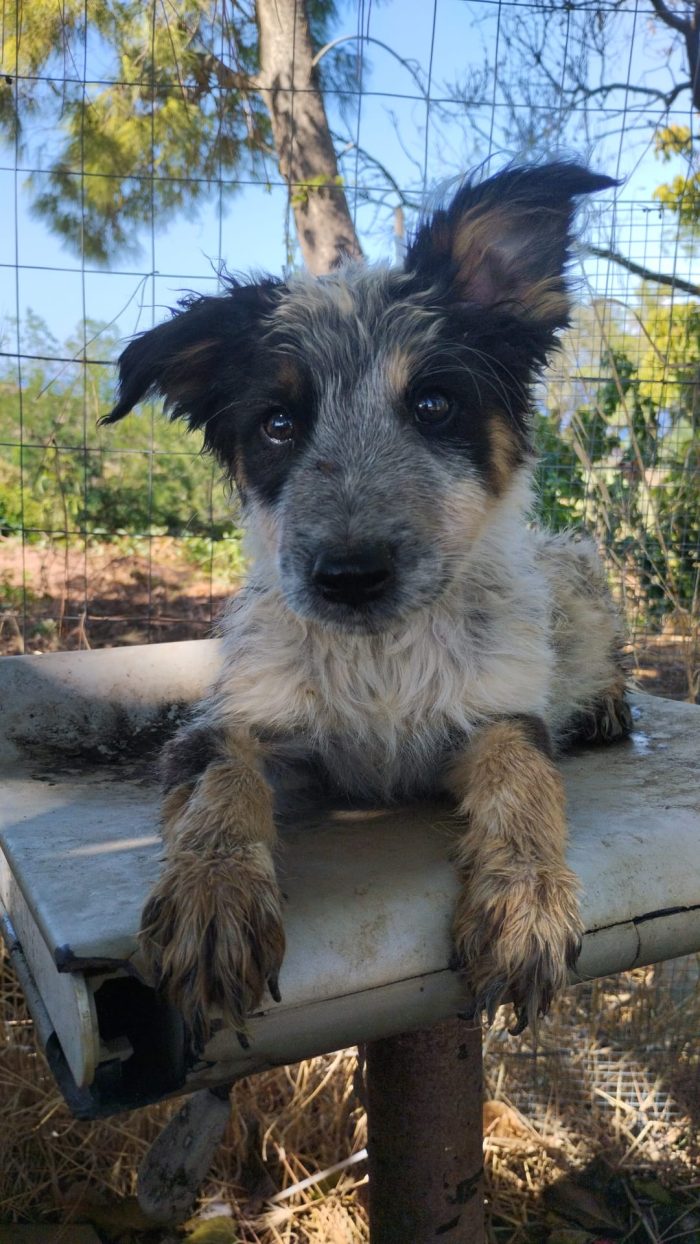 SPLENDIDO DOLCE CUCCIOLINO, CERCA CONDIVISIONI E ADOZIONE 🏠