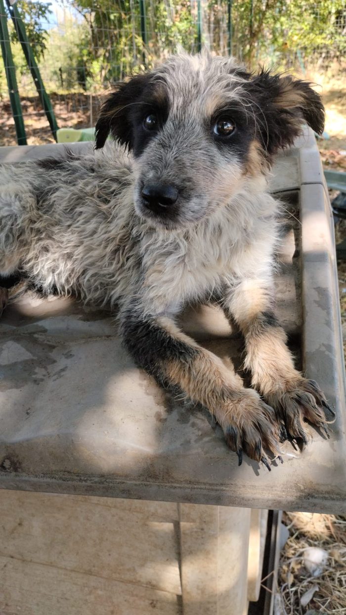 SPLENDIDO DOLCE CUCCIOLINO, CERCA CONDIVISIONI E ADOZIONE 🏠 - media 5