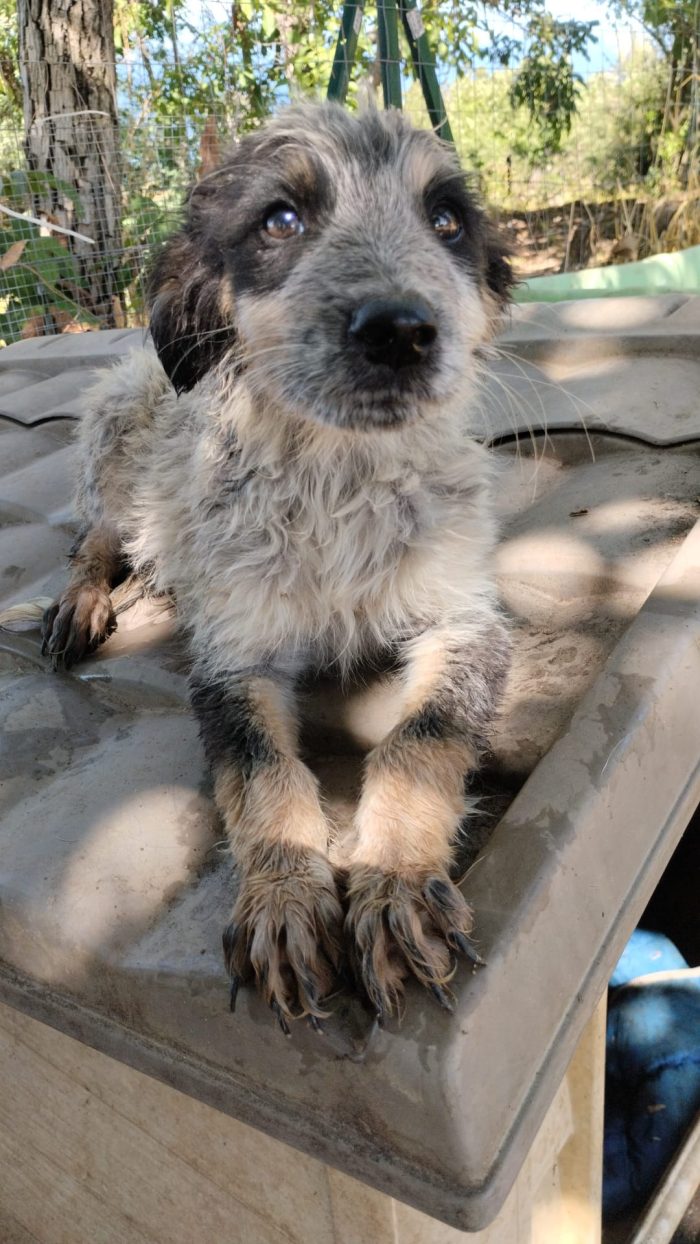 SPLENDIDO DOLCE CUCCIOLINO, CERCA CONDIVISIONI E ADOZIONE 🏠 - media 6
