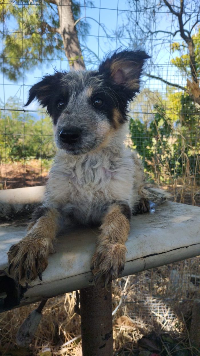 SPLENDIDO DOLCE CUCCIOLINO, CERCA CONDIVISIONI E ADOZIONE 🏠 - media 7