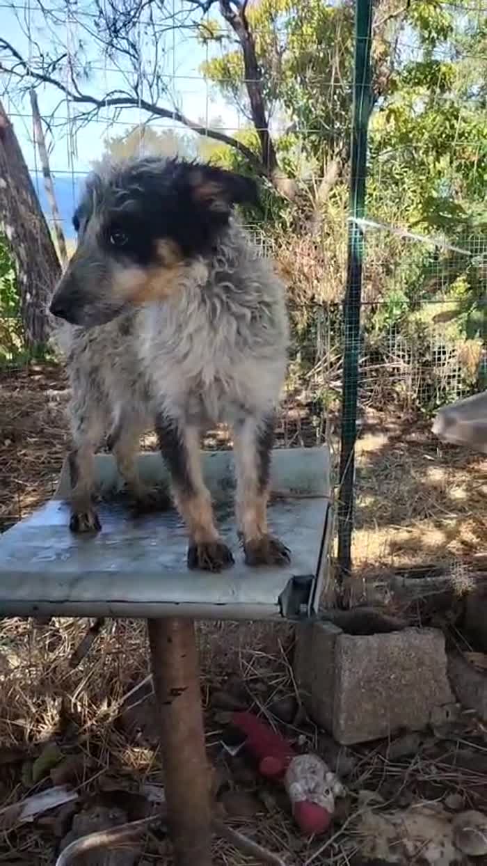 SPLENDIDO DOLCE CUCCIOLINO, CERCA CONDIVISIONI E ADOZIONE 🏠 - media 8
