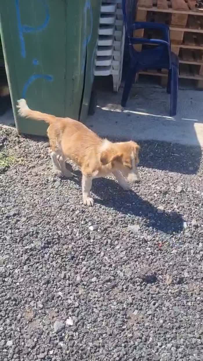 🩵CUCCIOLO POLDO CERCA LA SUA FAMIGLIA 🏠💕 - media 4