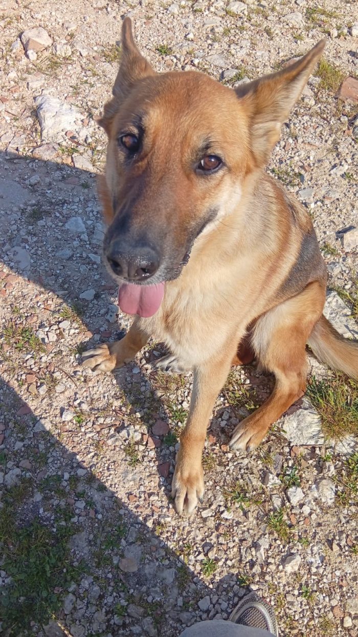 Pastore tedesco femmina 6anni ha bisogno di trovare casa PUGLIA