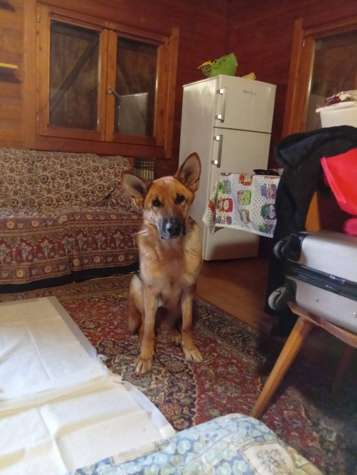 Pastore tedesco femmina 6anni ha bisogno di trovare casa PUGLIA - media 6