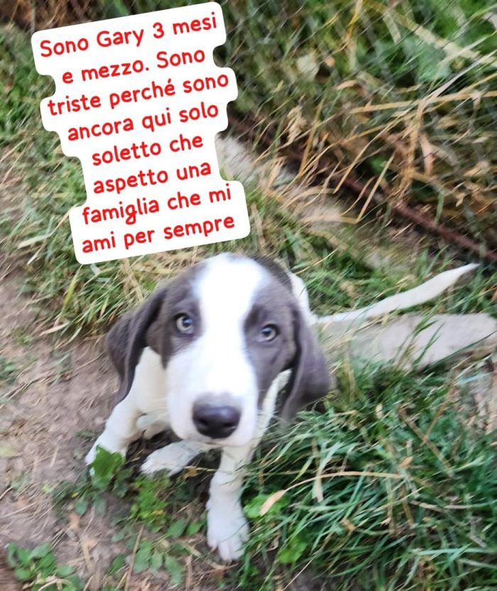 Gary sui 4mesi IN ARRIVO A MILANO